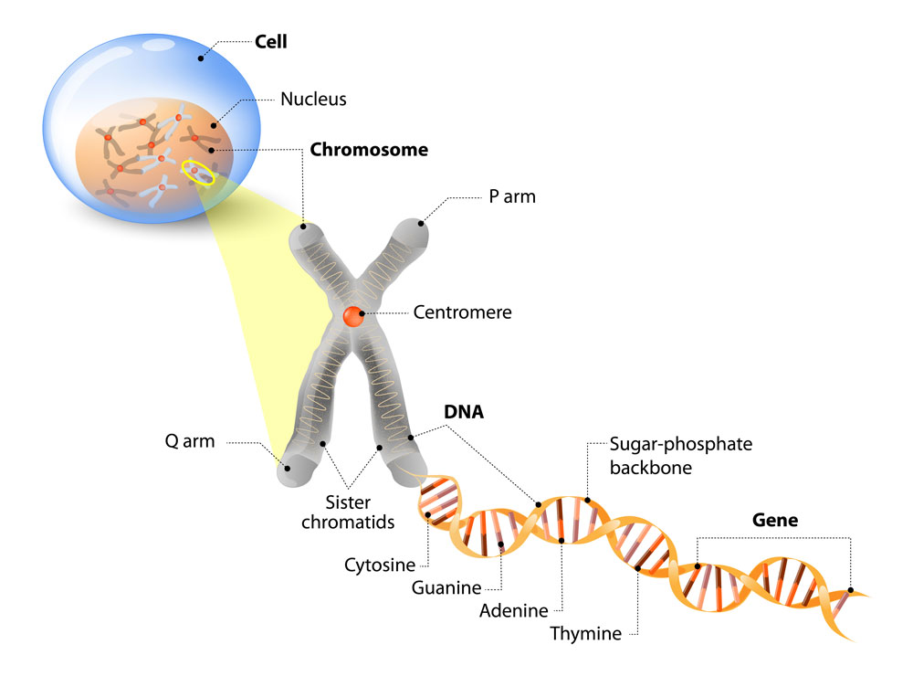 Cell, Chromosome, DNA and gene (4)